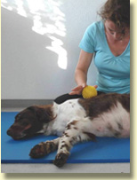 Hunde Physiotherapie